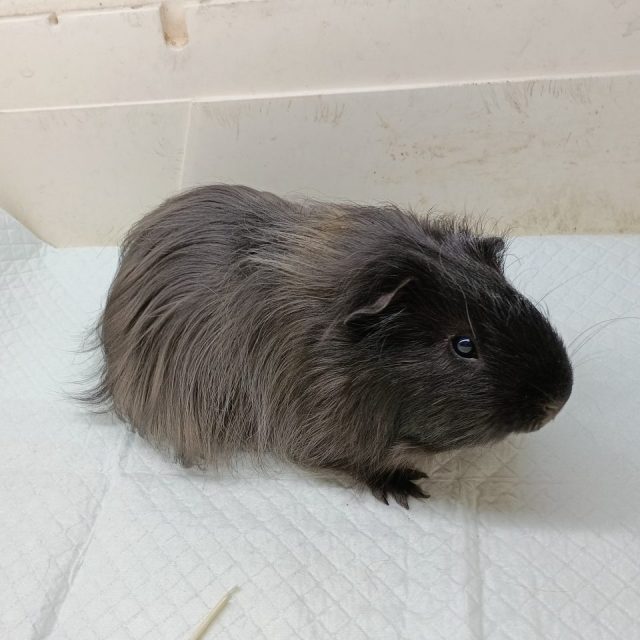 ロングヘアーモルモット入荷