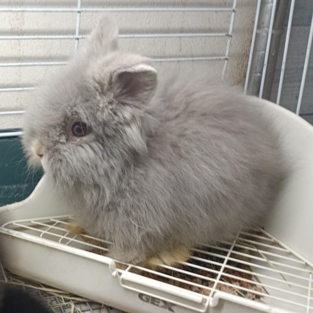 ライオンラビット入荷