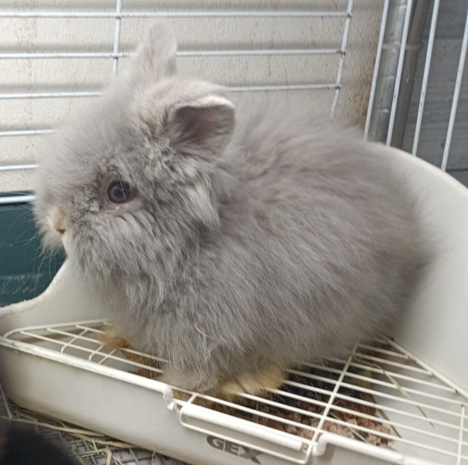 ライオンラビット入荷