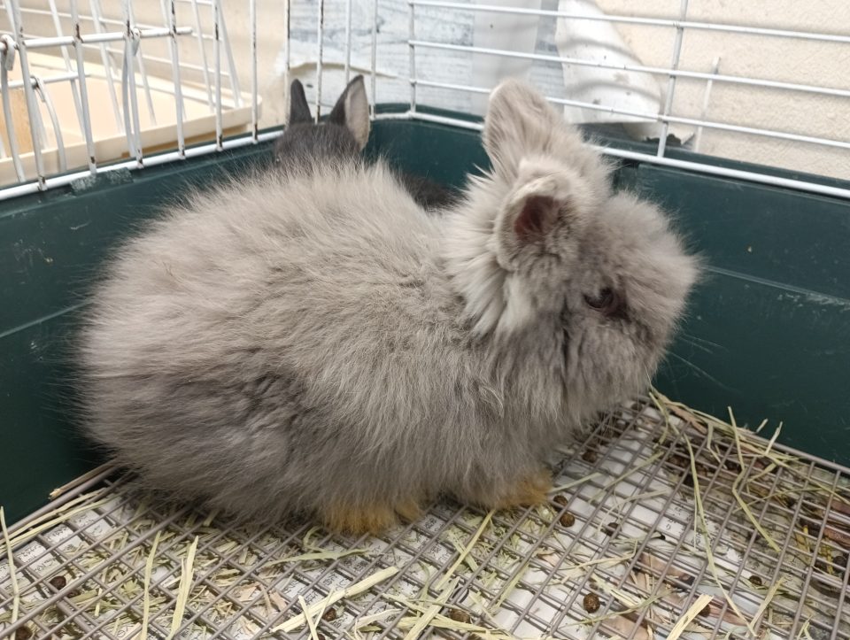 ライオンラビット入荷