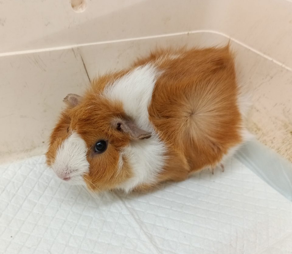 アビシニアンモルモット入荷