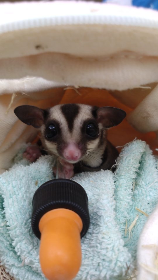 フクロモモンガ