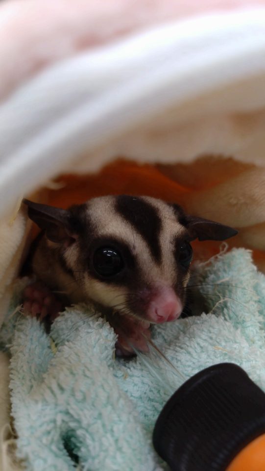 フクロモモンガ