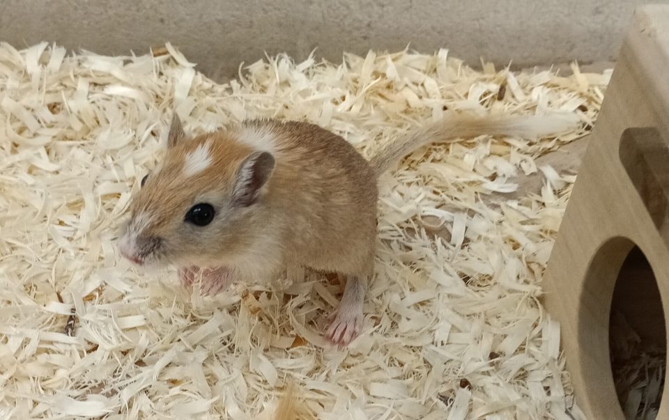 カラージャービル入荷