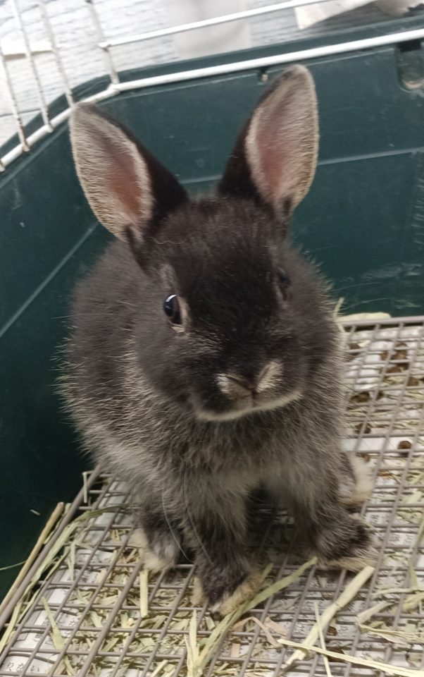 ネザーランドドワーフラビット入荷