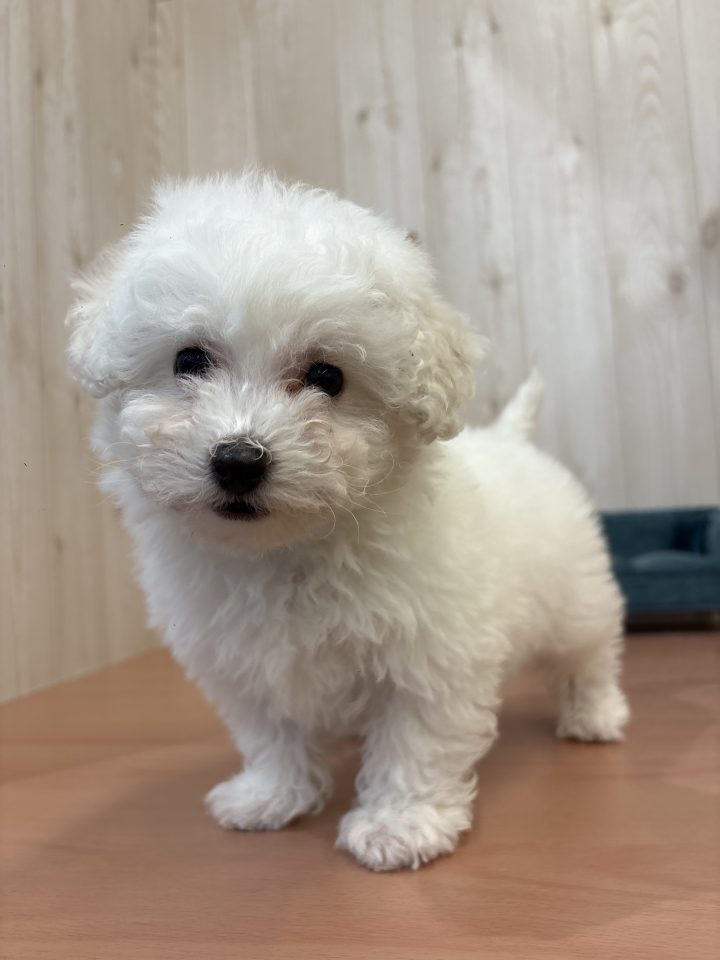 ビションフリーゼ（8-D3-22）