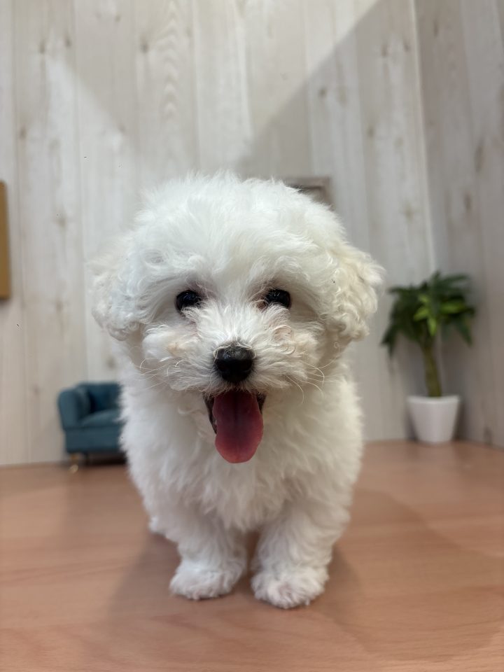 ビションフリーゼ（8-D3-22）