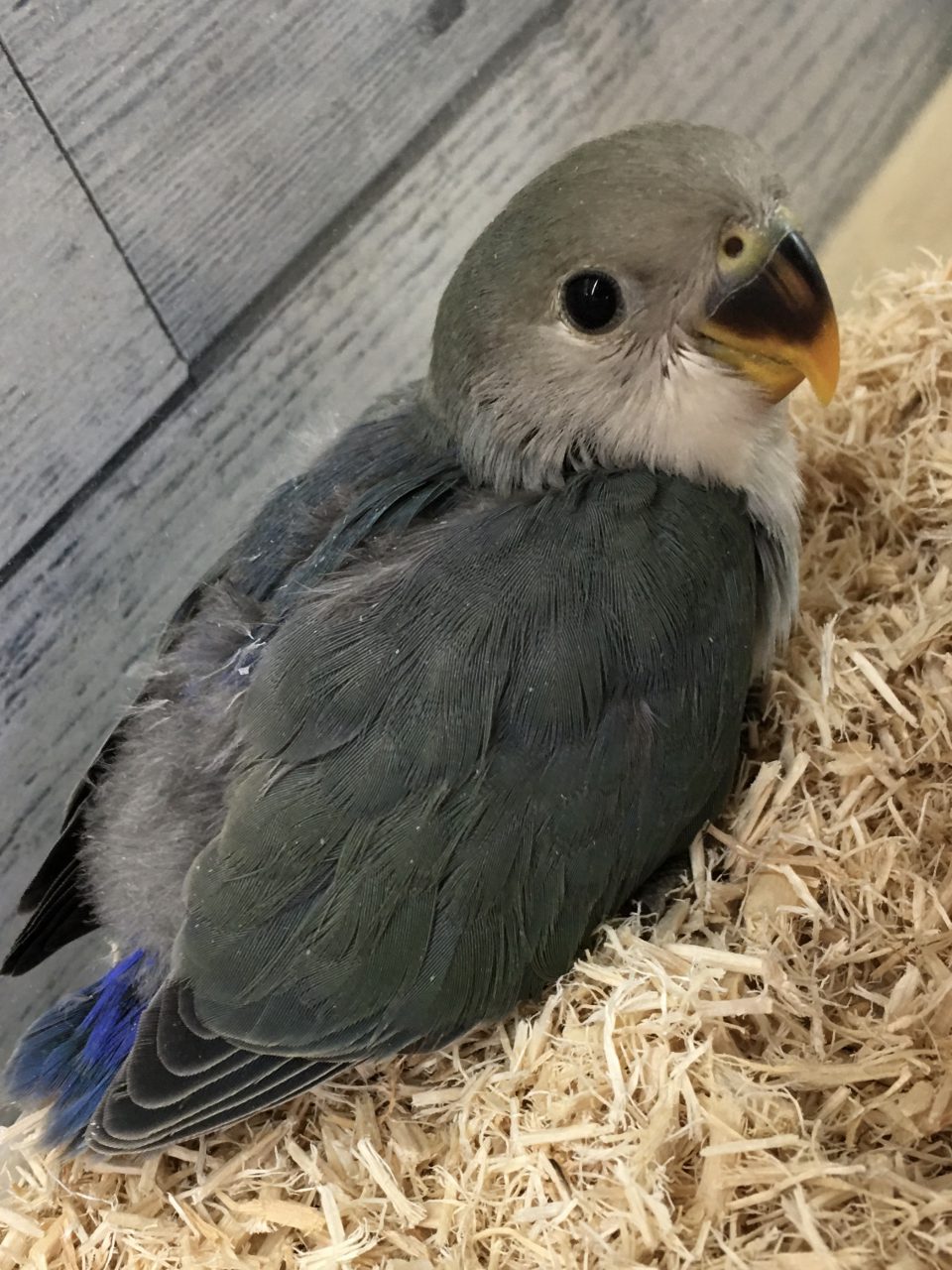 インコ雛入荷 ペットライフダイナ