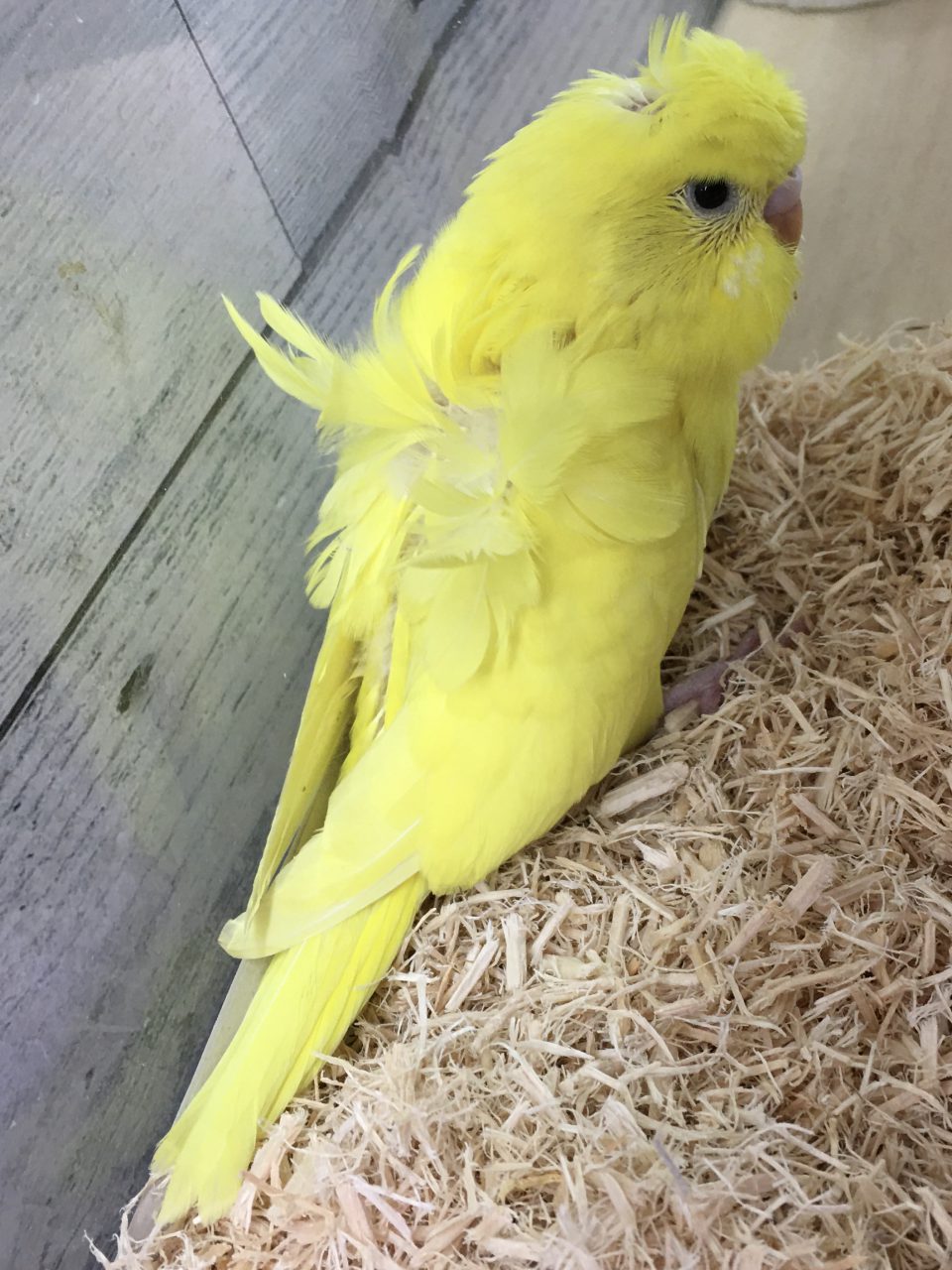 雛 セキセイ インコ セキセイインコの性別の見分け方。雛＆成鳥の写真付き